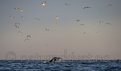 BB 14 0311 / Megaptera novaeangliae / Knølhval